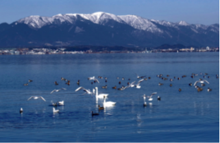 水鳥がいる冬の琵琶湖の写真