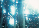 比叡の樹林の写真