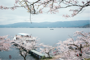 桜と琵琶湖の写真